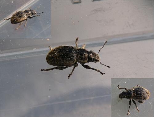 Réf. 122 105 : Strophosoma faber