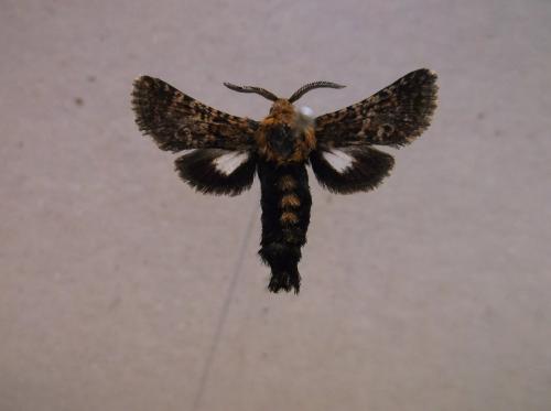 Stygia australis
