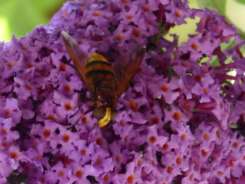 Volucella zonaria
