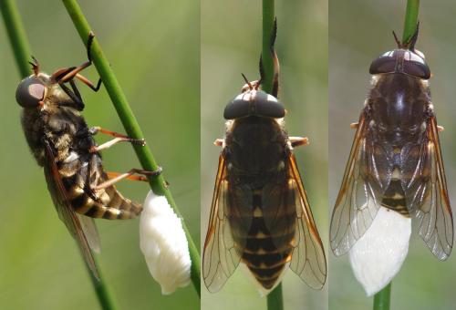 Réf. 122 347 : Tabanus sudeticus