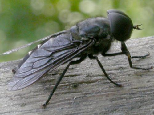 Tabanus paradoxus