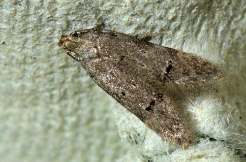 Réf. 122 588 : Teleiodes vulgella