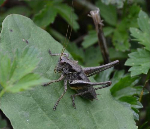 Pholidoptera griseoaptera