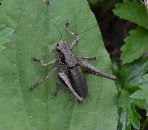 Pholidoptera griseoaptera