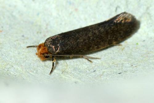 Réf. 122 636 : Cephimallota crassiflavella