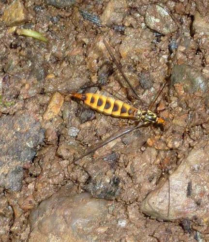 Nephrotoma sp.