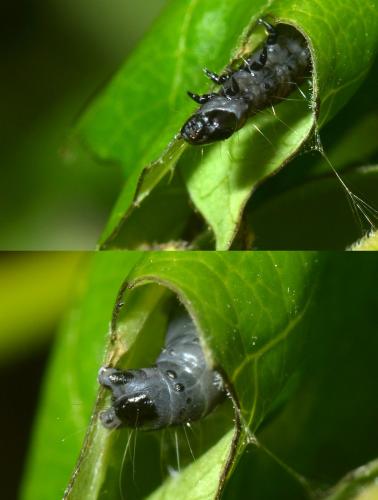 Réf. 122 812 : Archips sp.