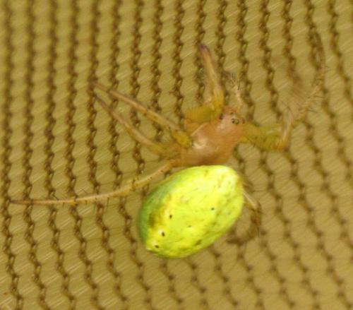 Araniella sp.