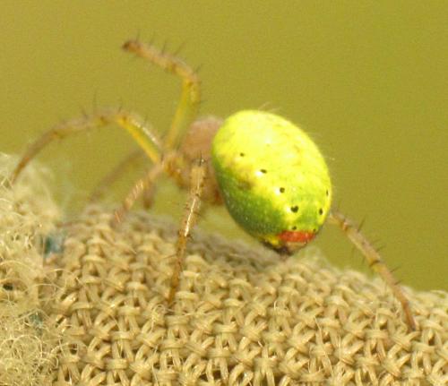 Araniella sp.
