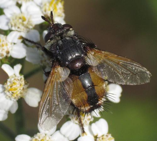 Réf. 122 724 : Tachina magnicornis