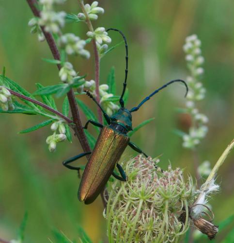 Réf. 122 769 : Aromia moschata