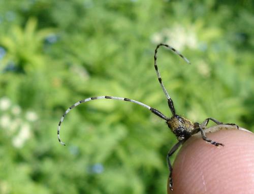 Agapanthia villosoviridescens