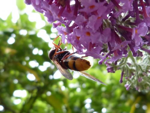 Volucella zonaria