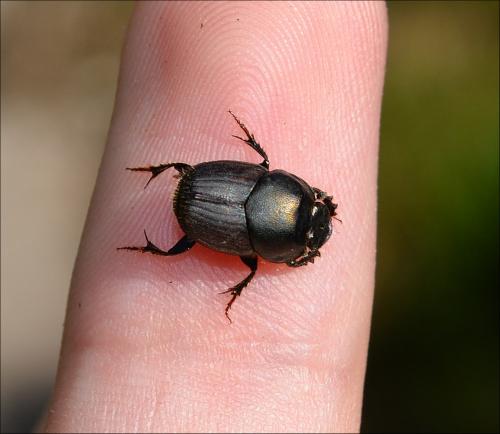 Onthophagus illyricus
