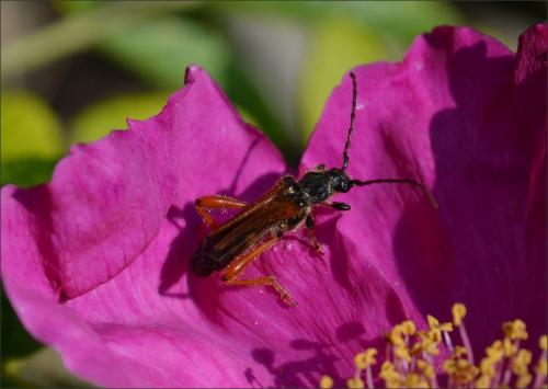 Stenopterus rufus