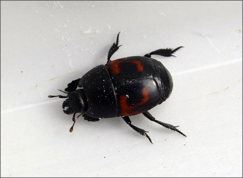 Hister quadrimaculatus