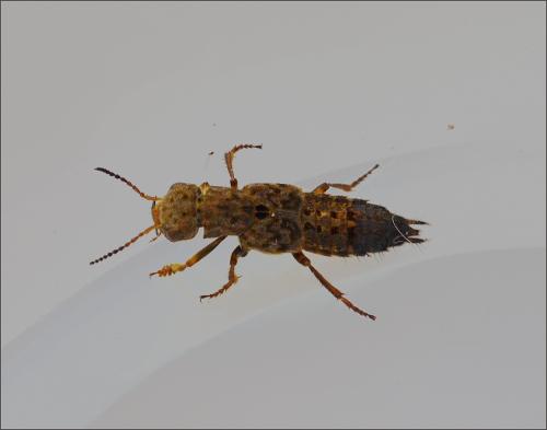 Réf. 122 987 : Ontholestes tessellatus