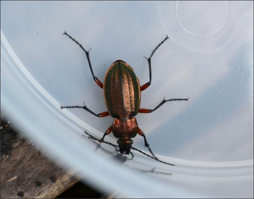 Carabus arvensis