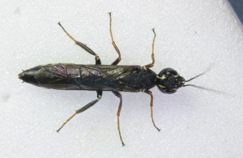 Xiphydria sp.