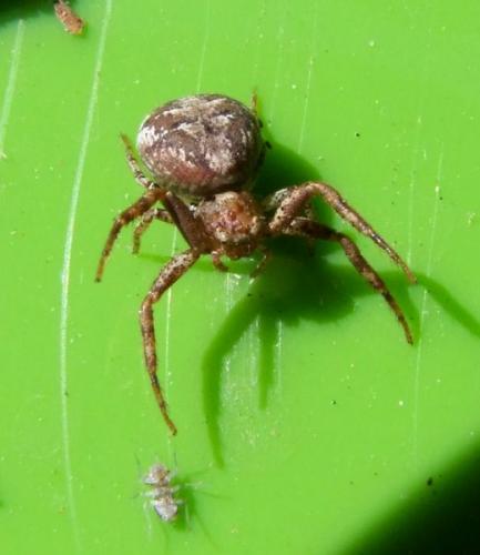 Réf. 122 044 : Xysticus cristatus