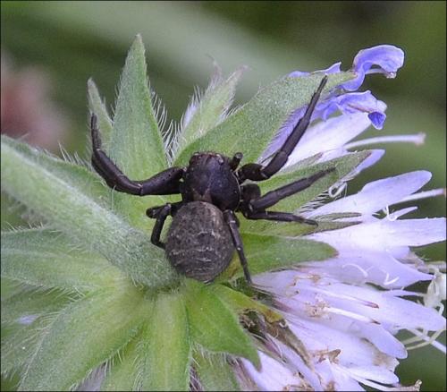 Xysticus sp.