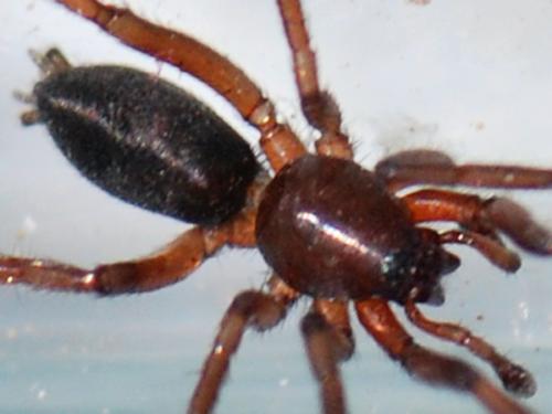 Zelotes tenuis