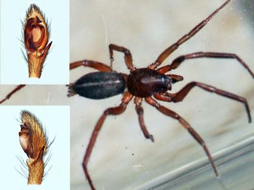 Réf. 122 575 : Zelotes tenuis