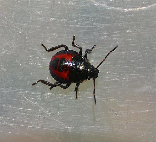Pinthaeus sanguinipes