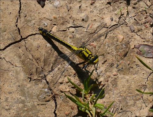 Réf. 122 864 : Gomphus vulgatissimus