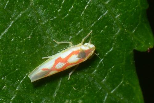 Réf. 122 739 : Zygina flammigera
