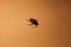 122369 – Photo : Florent Creignou – France (76)