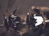 122339 – Photo : Anthony STURBOIS – France (22)