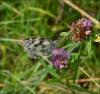 122855 – Photo : Andgelo Mombert – France (25)