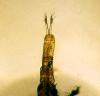 122469 – Photo : Guillaume JACQUEMIN – France (74)