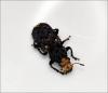 122985 – Photo : Andgelo Mombert – France (25)