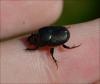 Onthophagus illyricus