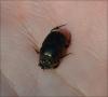 Onthophagus illyricus