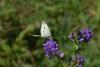 122989 – Photo : Andgelo Mombert – France (25)