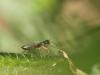 122073 – Photo : Corinne Petitcolin – France (25)
