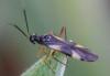 122081 – Photo : Corinne Petitcolin – France (25)