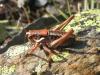 122413 – Photo : Jeremie Fevrier – France (66)