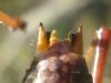 122415 – Photo : Jeremie Fevrier – France (66)