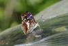 122399 – Photo : Pascal Vigneron – France (52)
