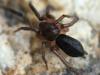 122069 – Photo : Canigou – France (66)