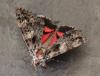 122130 – Photo : Jc.grandmaire – France (83)