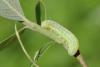 122078 – Photo : Insectesidf – France (61)
