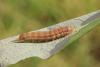 122495 – Photo : Insectesidf – France (61)