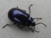 122094 – Photo : Fools – France (56)