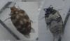 Anthrenus sp.