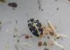 Anthrenus sp.